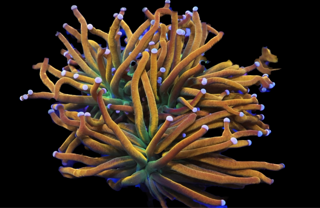 Antibiotic Treatments For Corals The New Norm? Sea Dwelling Creatures