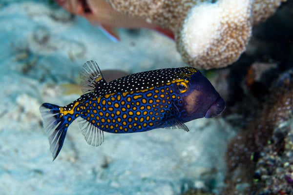 Blue Boxfish: Male – Sea Dwelling Creatures