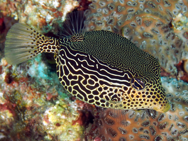 Scribbled Boxfish: Female – Sea Dwelling Creatures