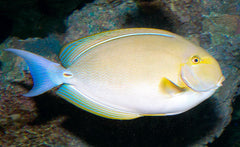 Yellowfin Tang