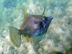 Fan Bellied Filefish