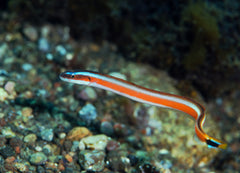 Red Stripe Worm Goby