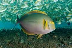 Yellowfin Tang