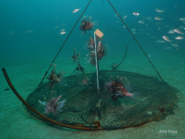 NOAA Awarded U.S. Patent for Innovative Lionfish Trap – Sea Dwelling ...