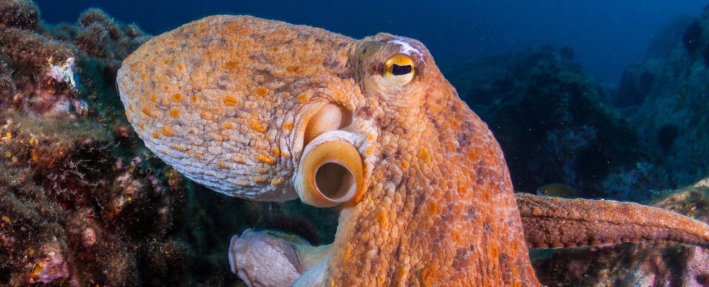 Common Octopus Map A Map of The Octopus Visual System Reveals Their Own Solution to Sight ...
