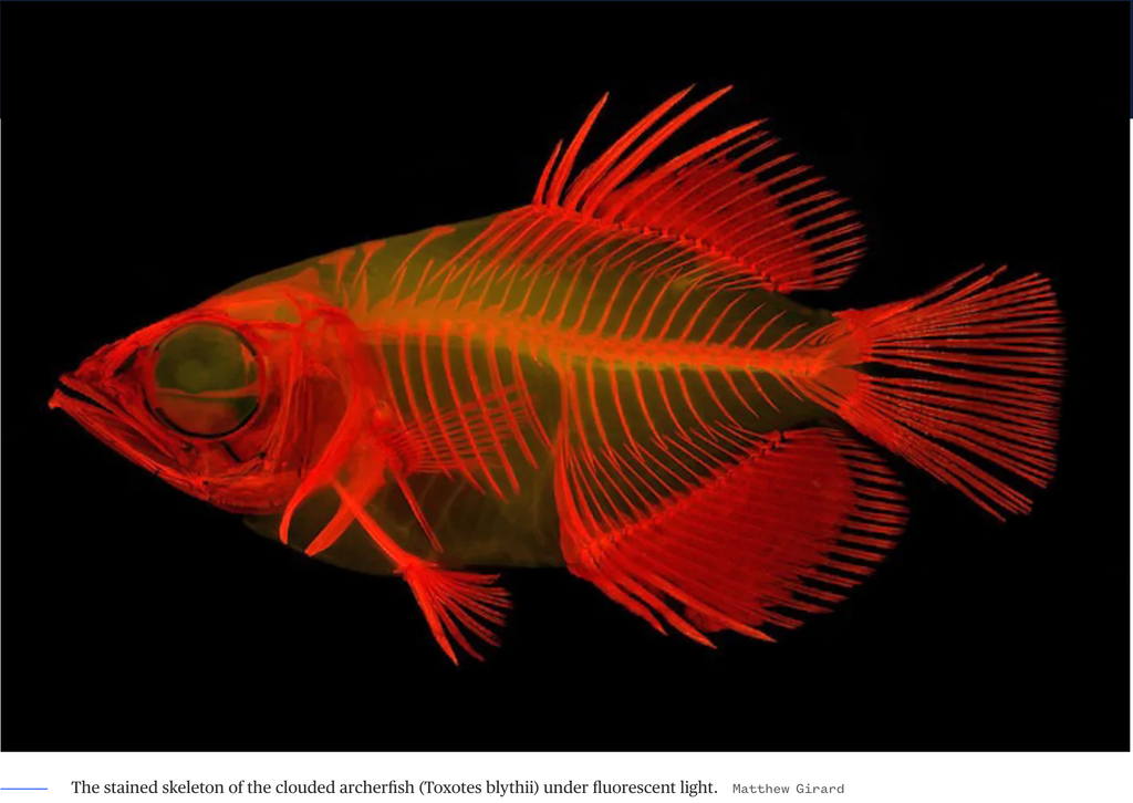 How did archerfish learn to shoot down their prey? A new study has an ...