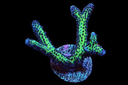 SDC Birds of Paradise Seri Cul