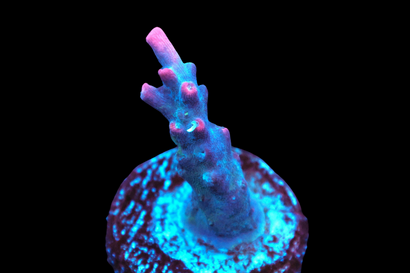 SDC Confetti Cannon Acropora