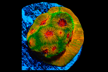 SDC Fascination Favites Cult