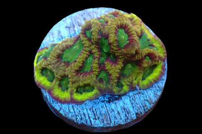 SDC Scorpion King Favites Brai