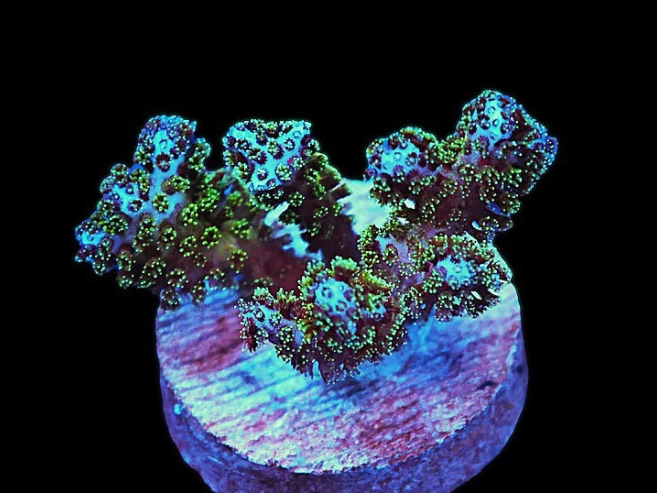 SDC Frozone Pocillopora