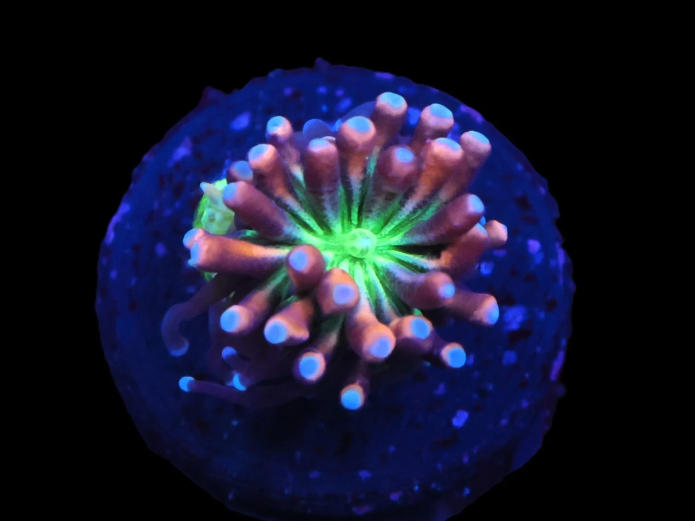 SDC Green Eyed Beauty Galaxea