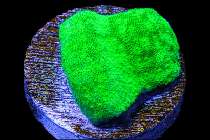 SDC Toxic Green Psamma Cult