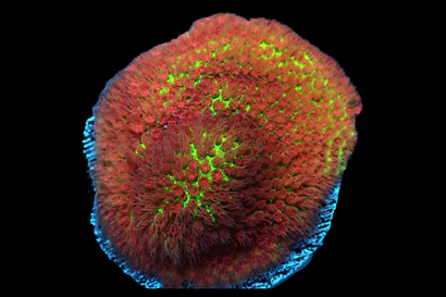 SDC Grinch Porites Cult