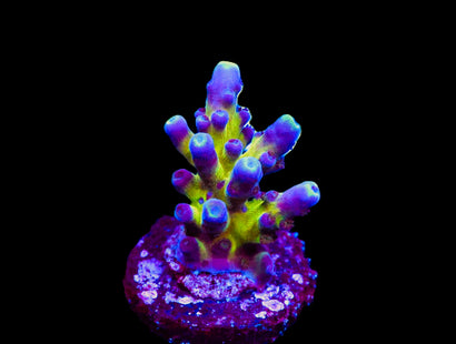 SDC Aussie Gold Tort Acro