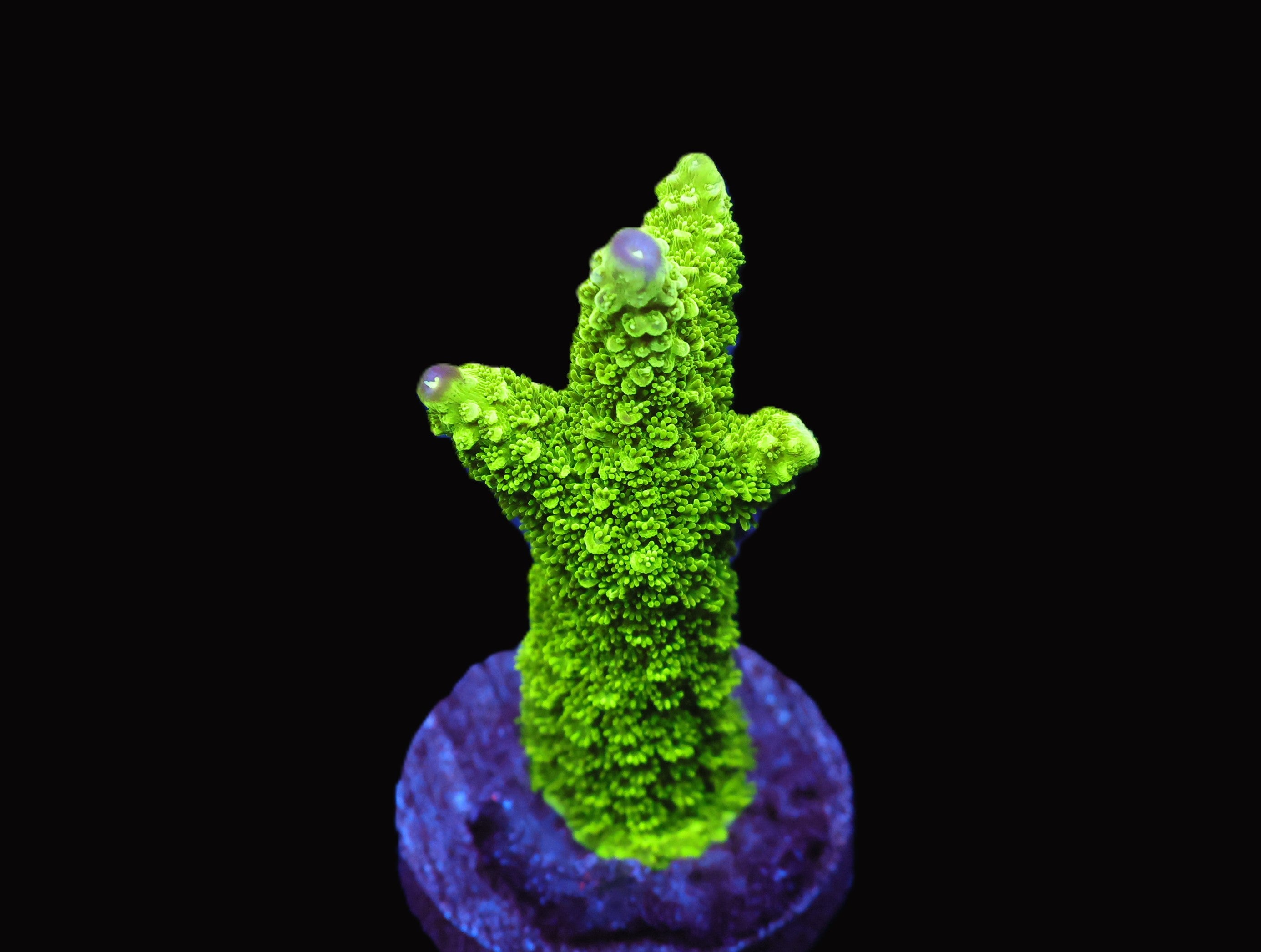 SDC Bali Green Slimer Purple Tip
