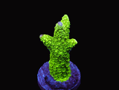 SDC Bali Green Slimer Purple Tip
