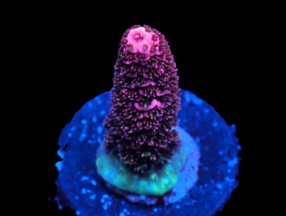 SDC Bubble Yum Acro