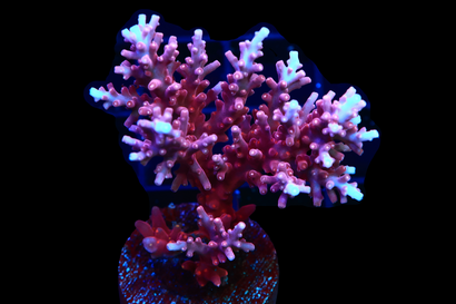 SDC Dragon Acro: Red Cult