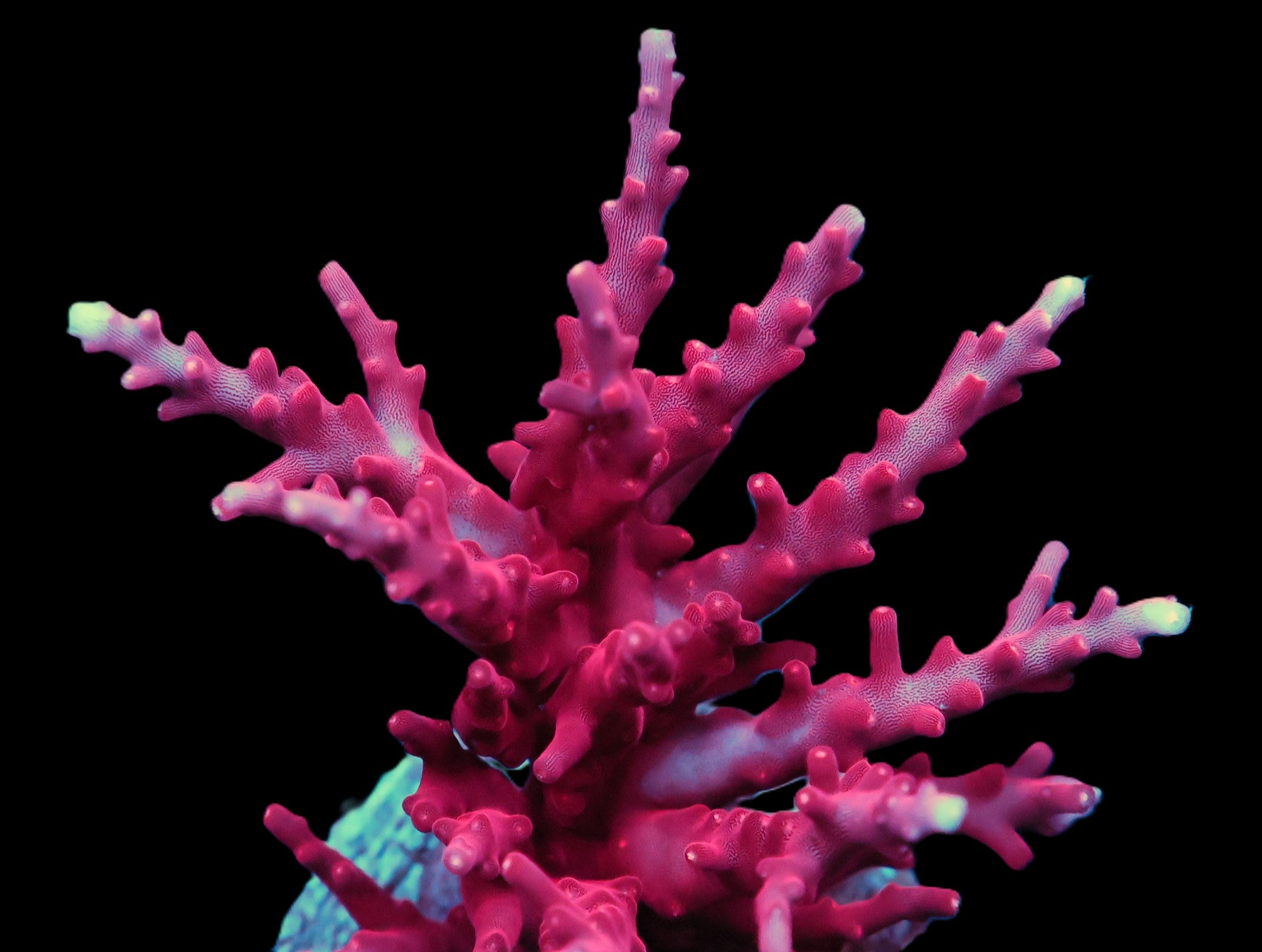 SDC Red Dragon Acro Colony