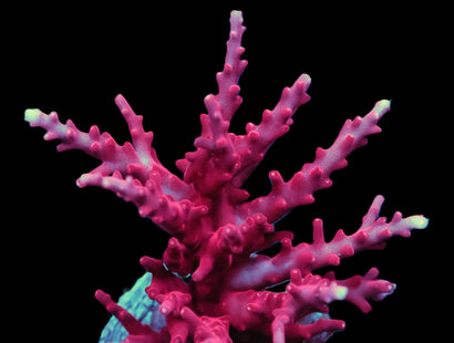 SDC Red Dragon Acro Colony