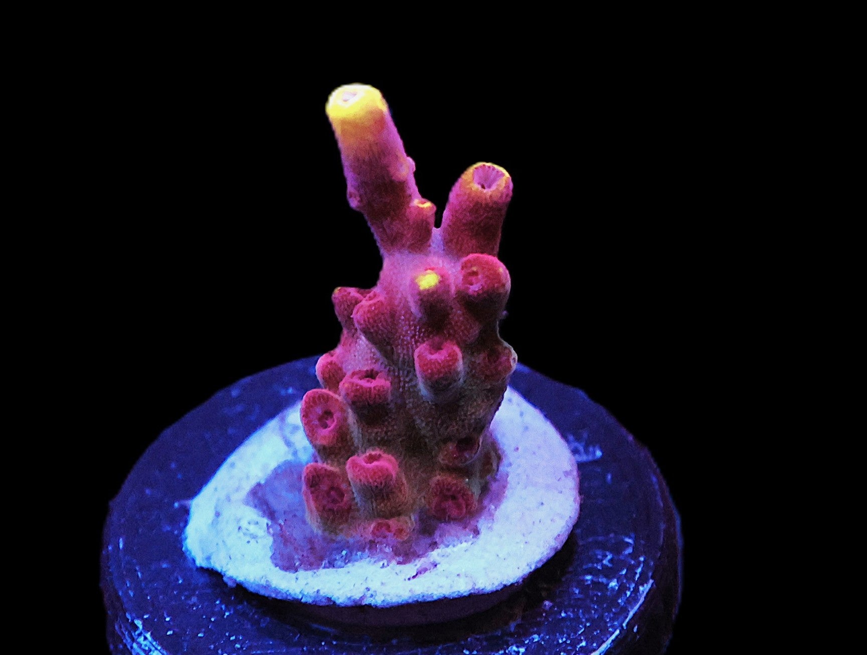 SDC Fox Flame Acro