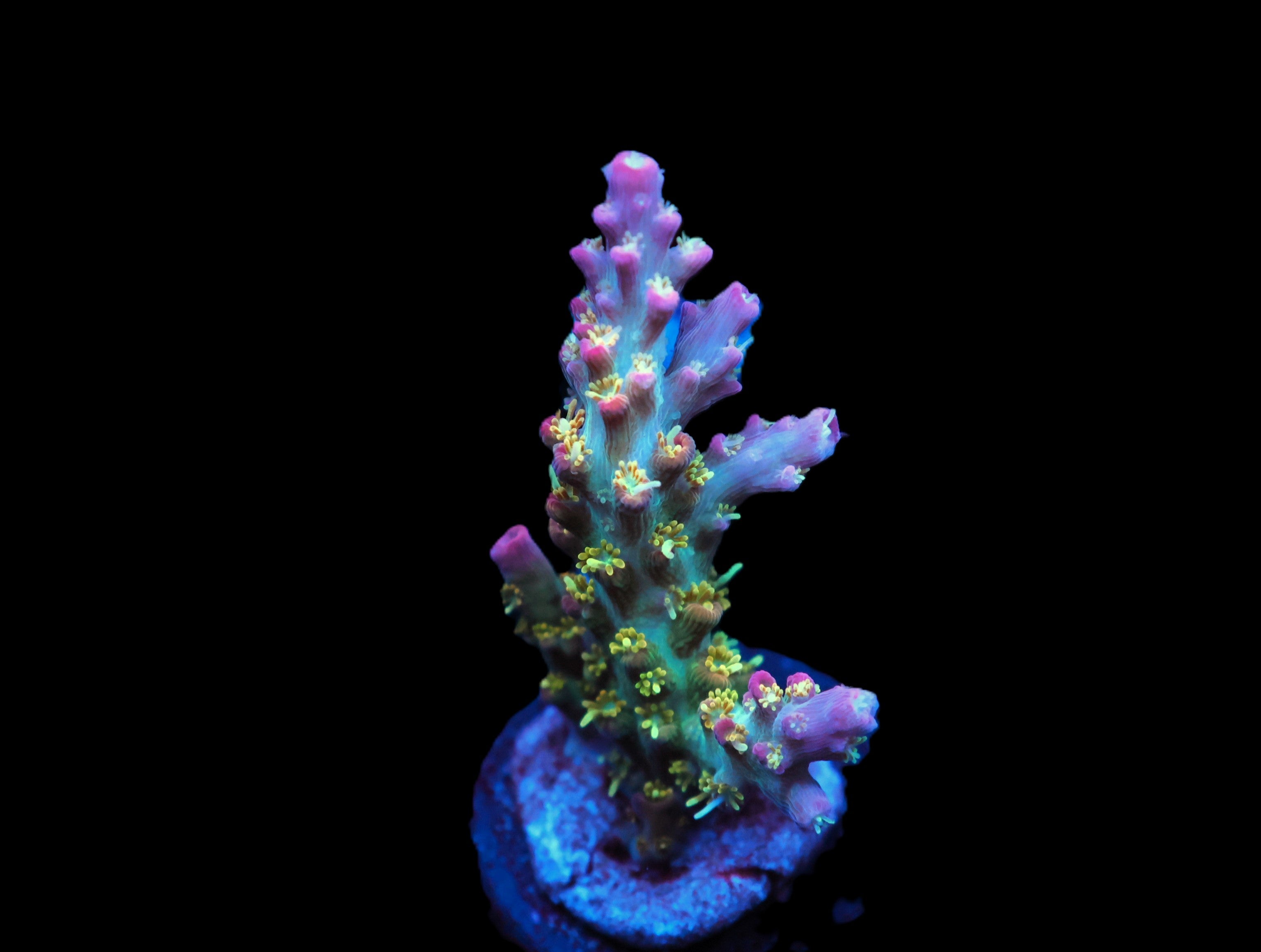 TSA Grape Ape Acro