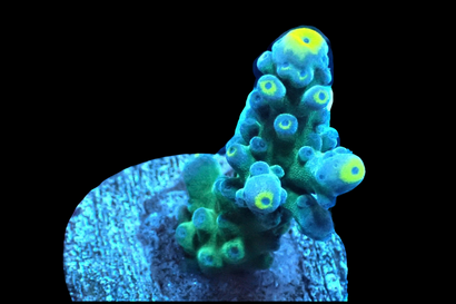 SDC Ice Cap Acro Cult