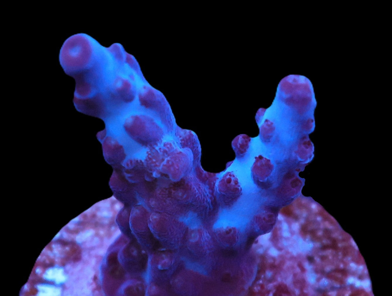 DCR Indo Queen Acro