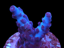 DCR Indo Queen Acro