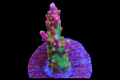 SDC Kilimanjaro Acro