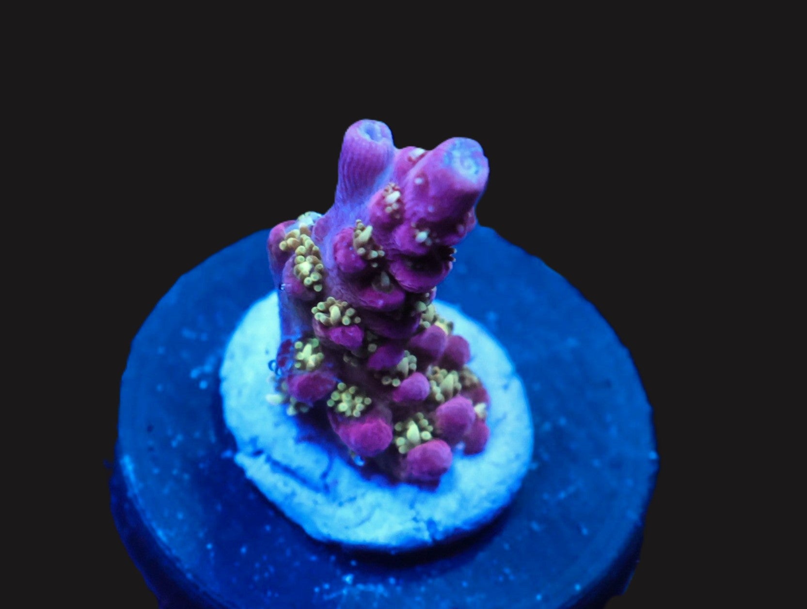 SDC Lilac Attack Acro