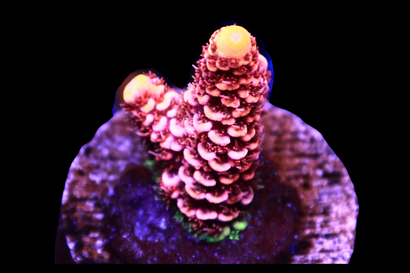 SDC Fireball Acro Mille Cult