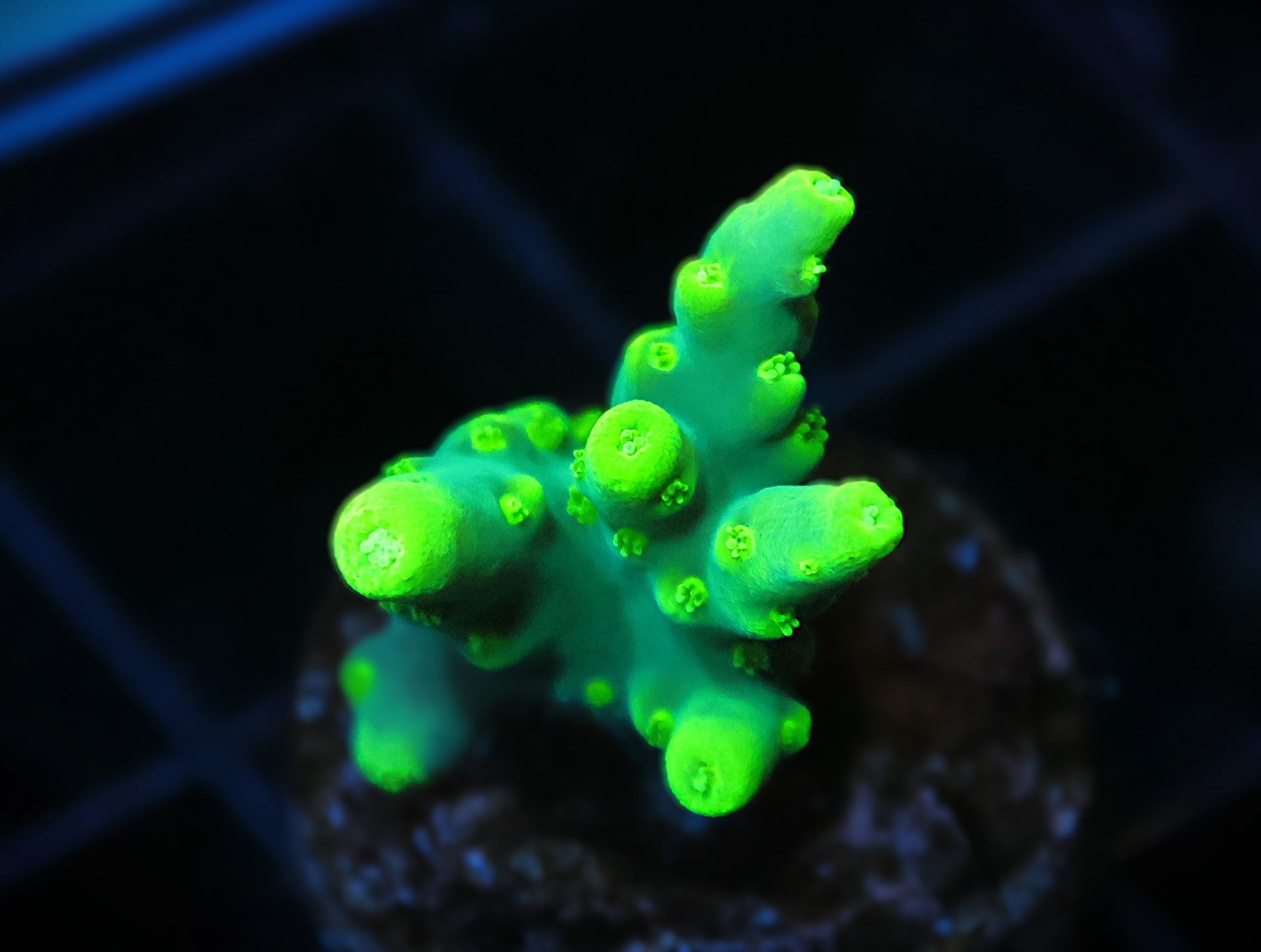 DCR Lighthouse Lokani Acro