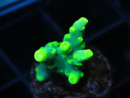 DCR Lighthouse Lokani Acro