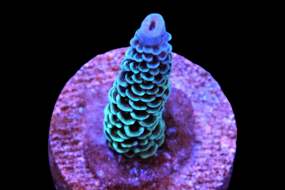 SDC Monsters Inc Acro Millie Cult