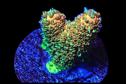 SDC Solar Flare Acro Mille Cul