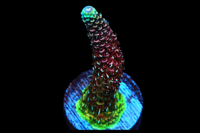 SDC Tricolor Acro Mille Cult