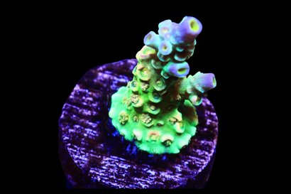 SDC Princess Peach Acro Cult