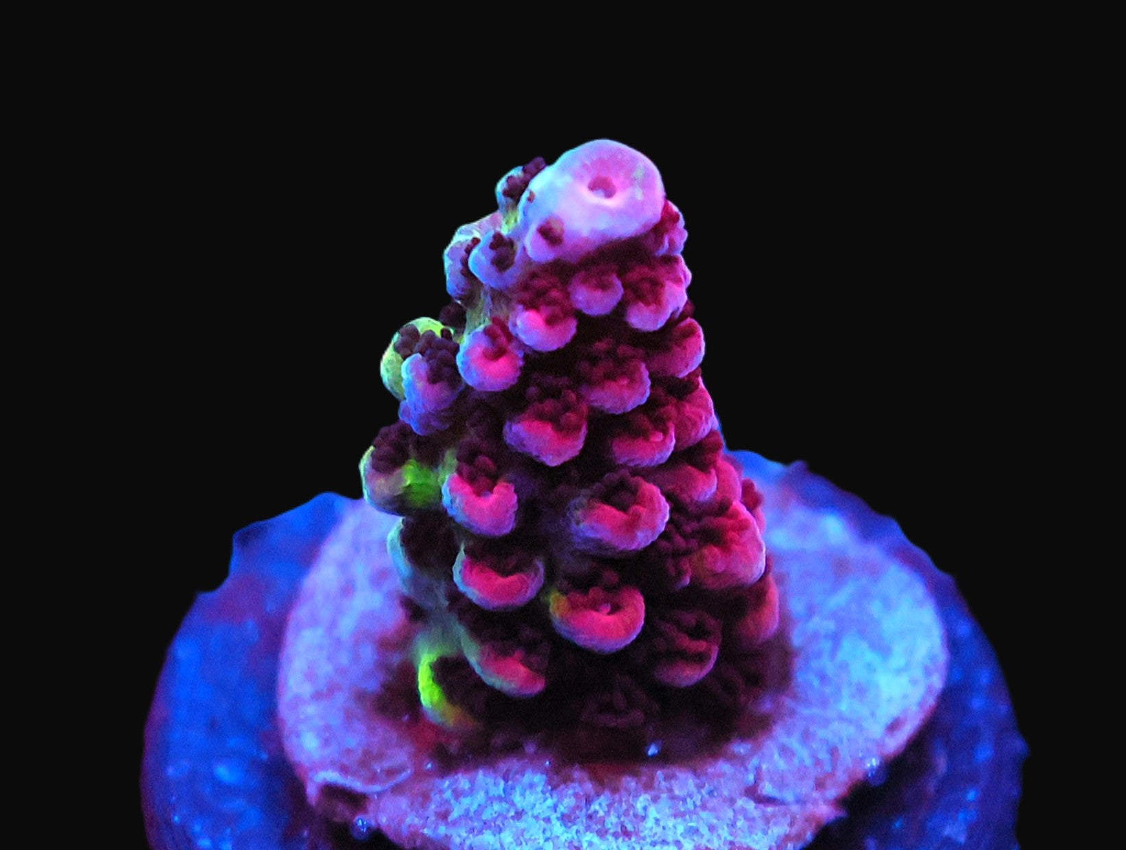 SDC Purple Planet Acro