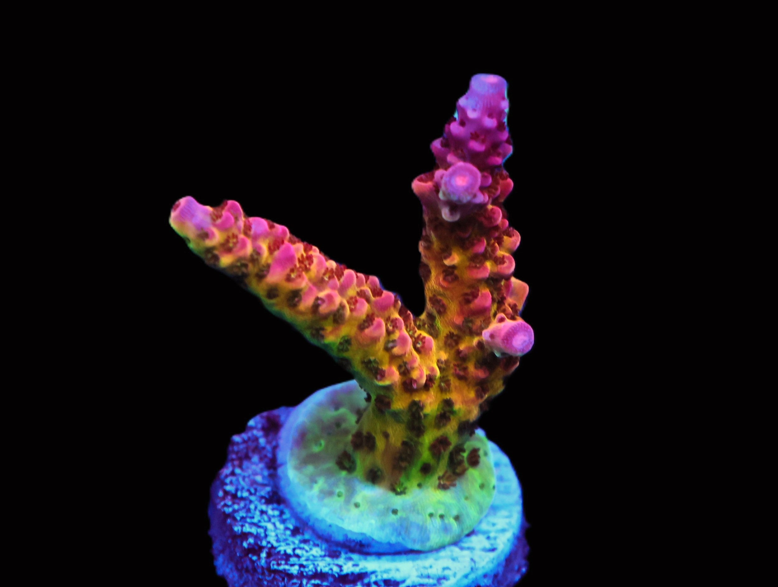 SDC Rainbow Rommels Acro