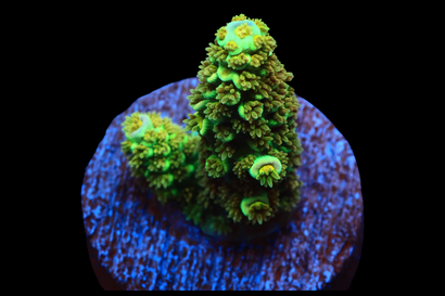 SDC Sponge Bob Acro Cult