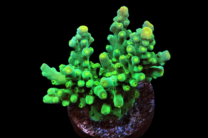 SDC Kermit the Frog Tort Acro