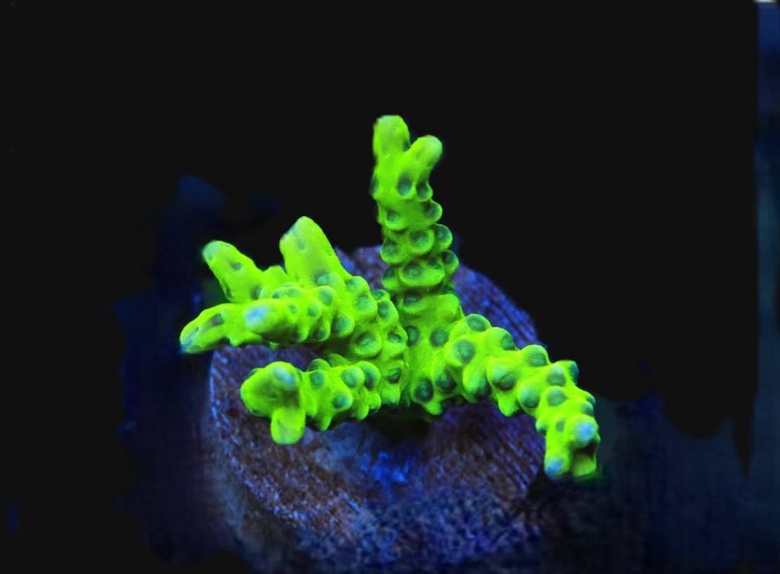 SDC Green Goblin Anacropora