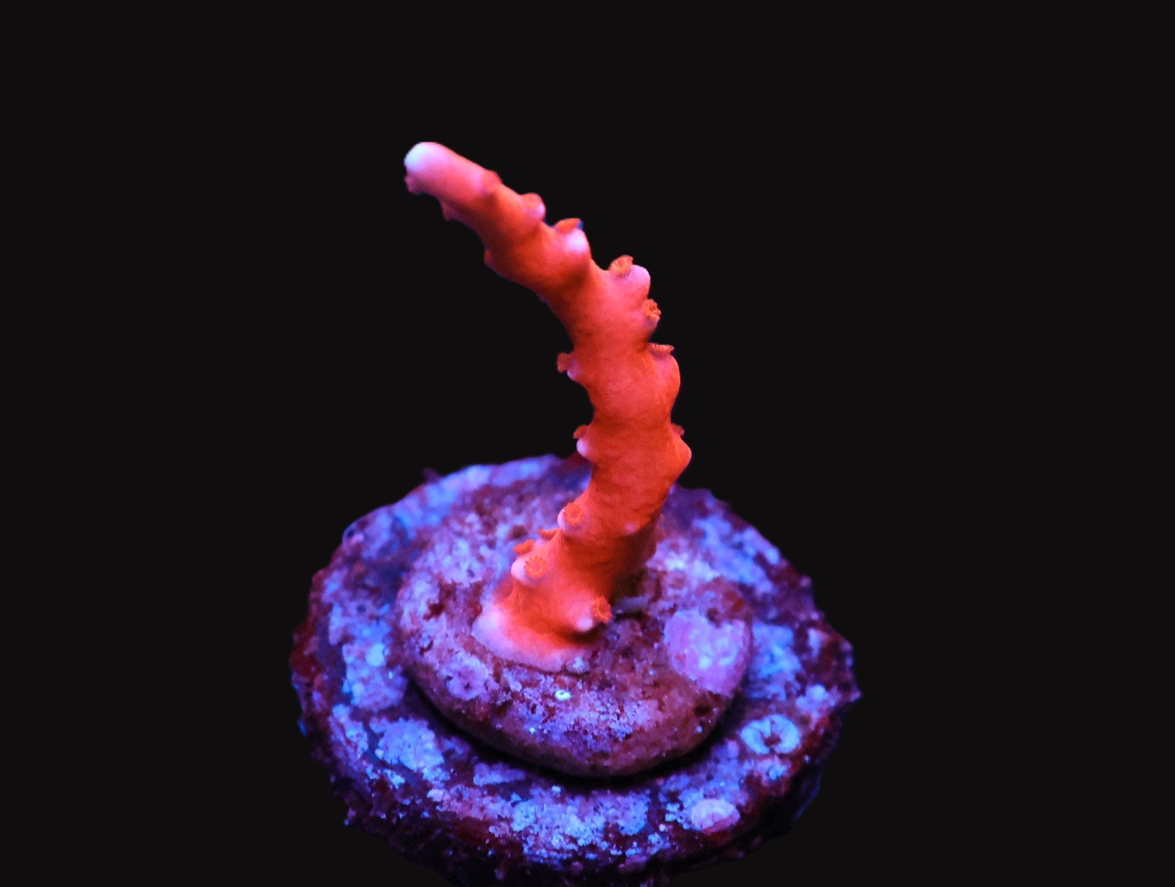 SDC Red TNT Anacropora