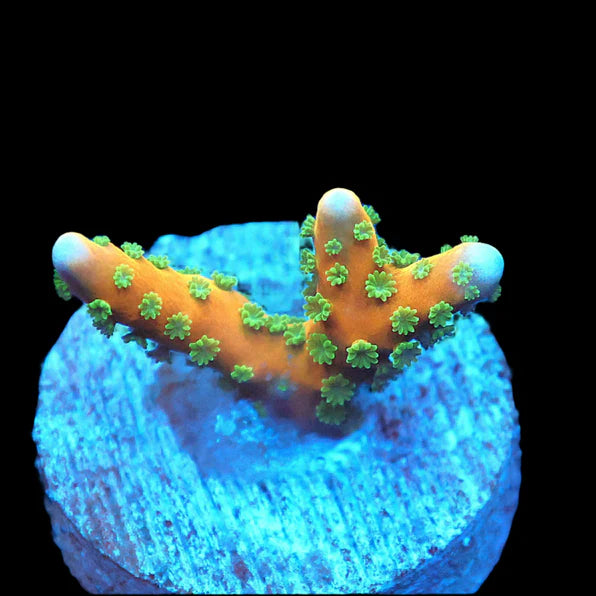 SDC Tropicana Anacropora