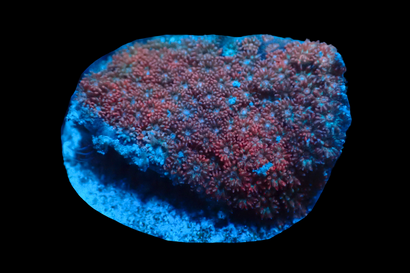 SDC Red Bernardpora Cult