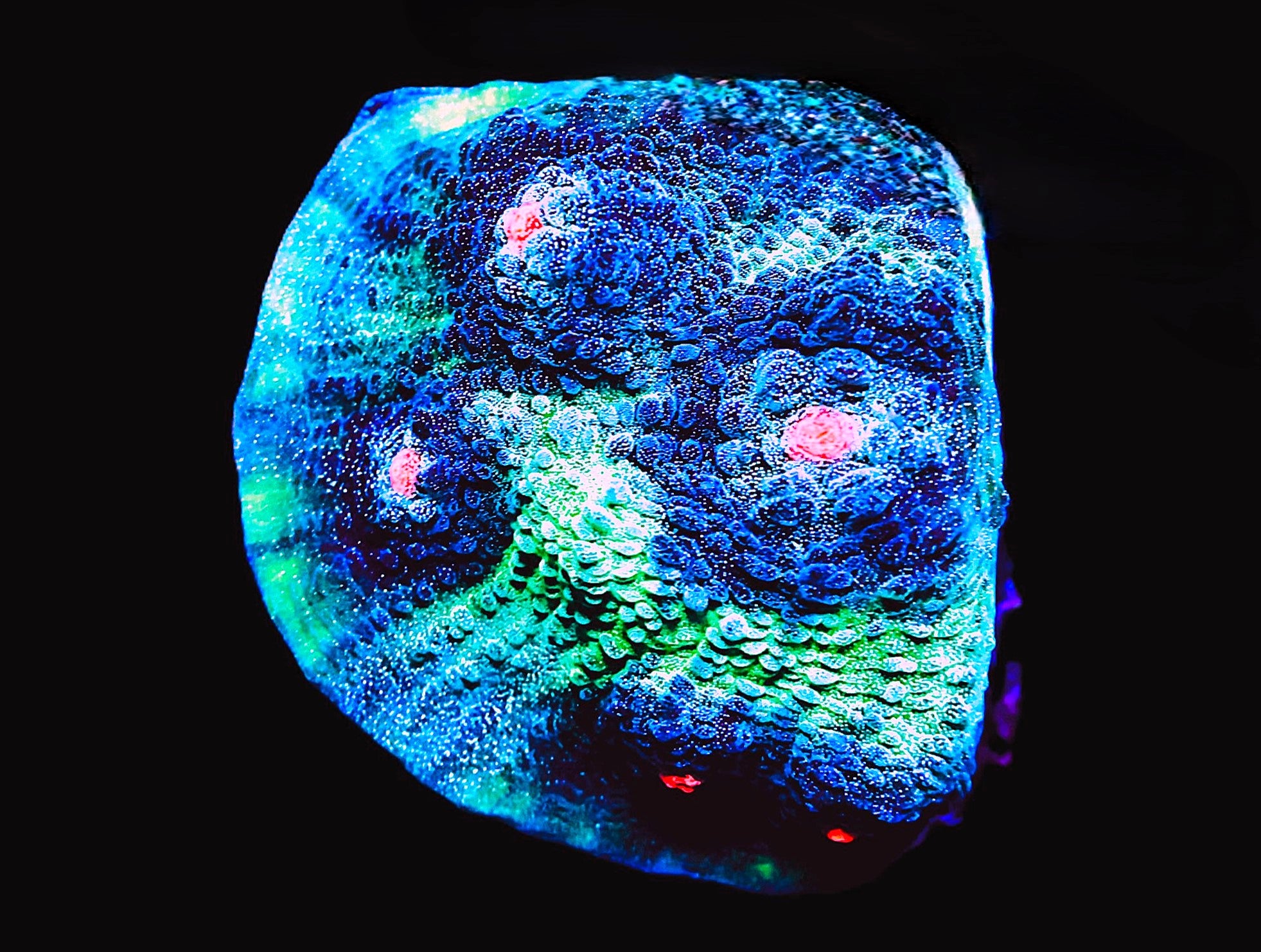 SDC Pink Eyed Alien Chalice
