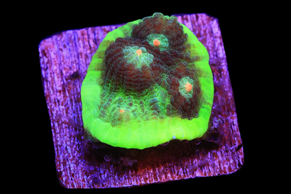 SDC Pink Eyed Alien Chalice Cu