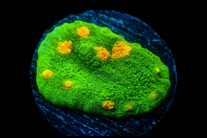 SDC Space Invader Chalice